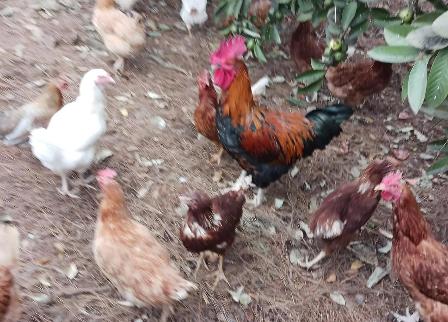 Finca Aramai contacts
